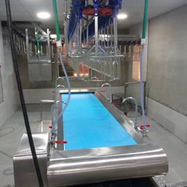 Evisceration Belt Conveyor